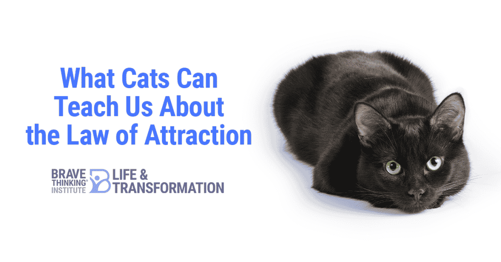What cats can teach us about the law of attraction