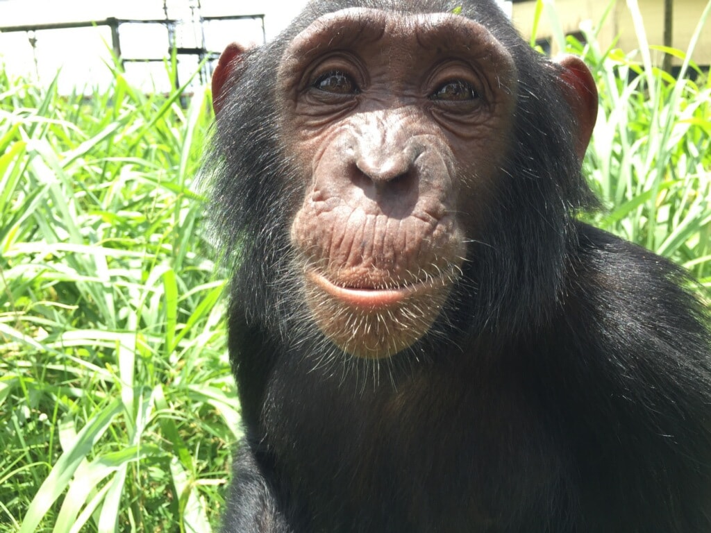 Cute monkey looking at camera