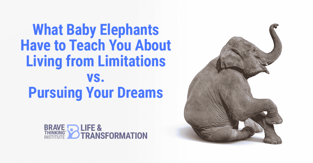 What Baby Elephants Have to Teach You About Living from Limitations vs. Pursuing Your Dreams
